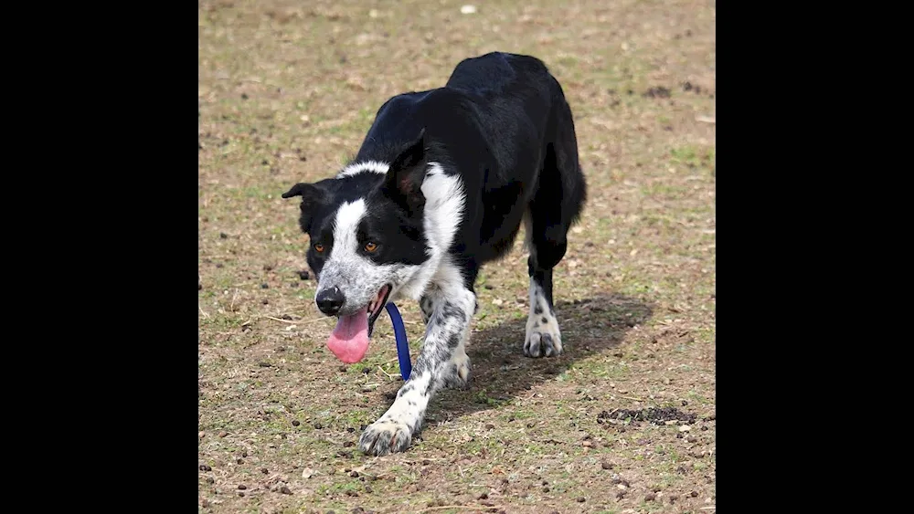 Border collie mix