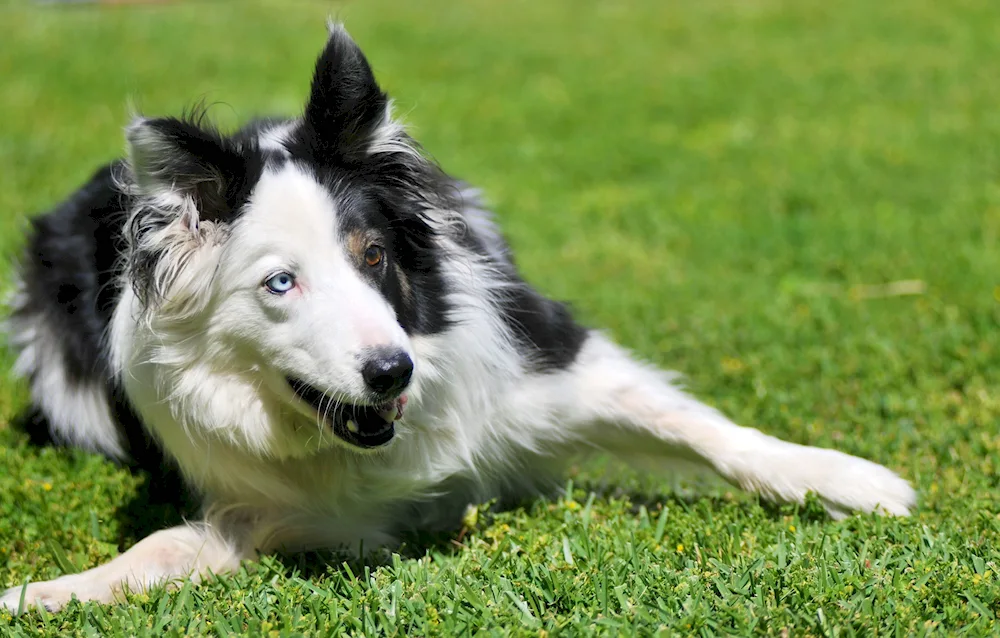 Border collie