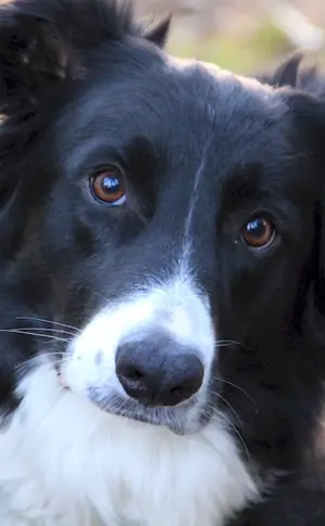 Border collie métis