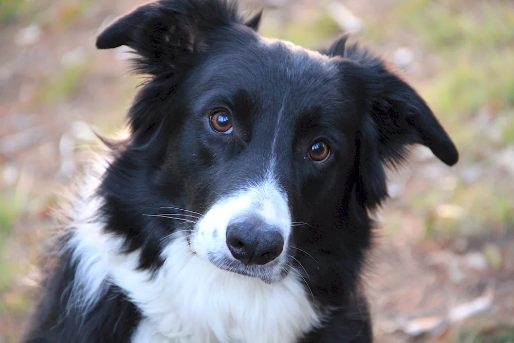 Border collie métis