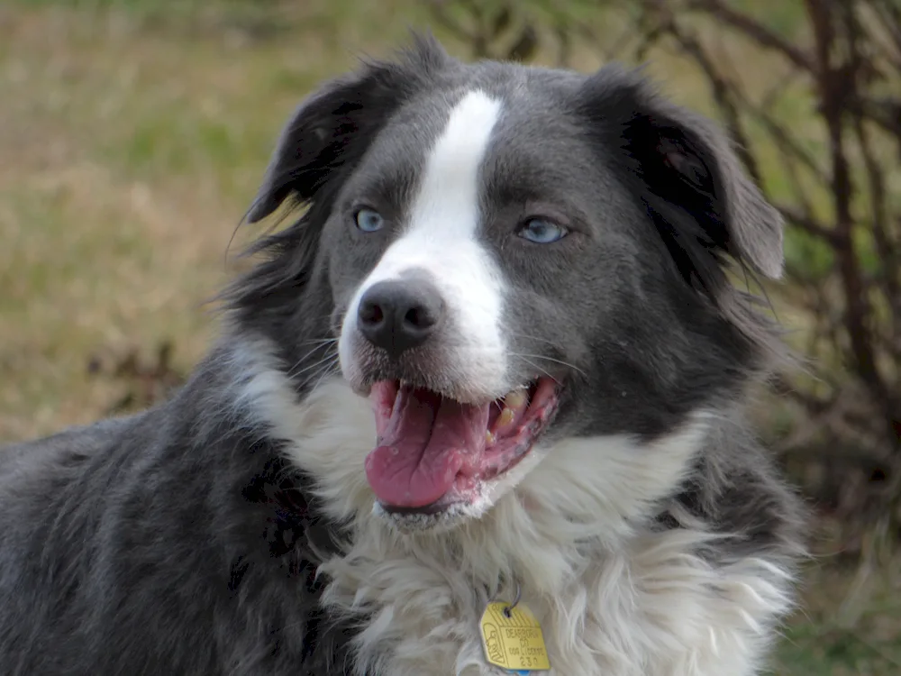 Border collie mix