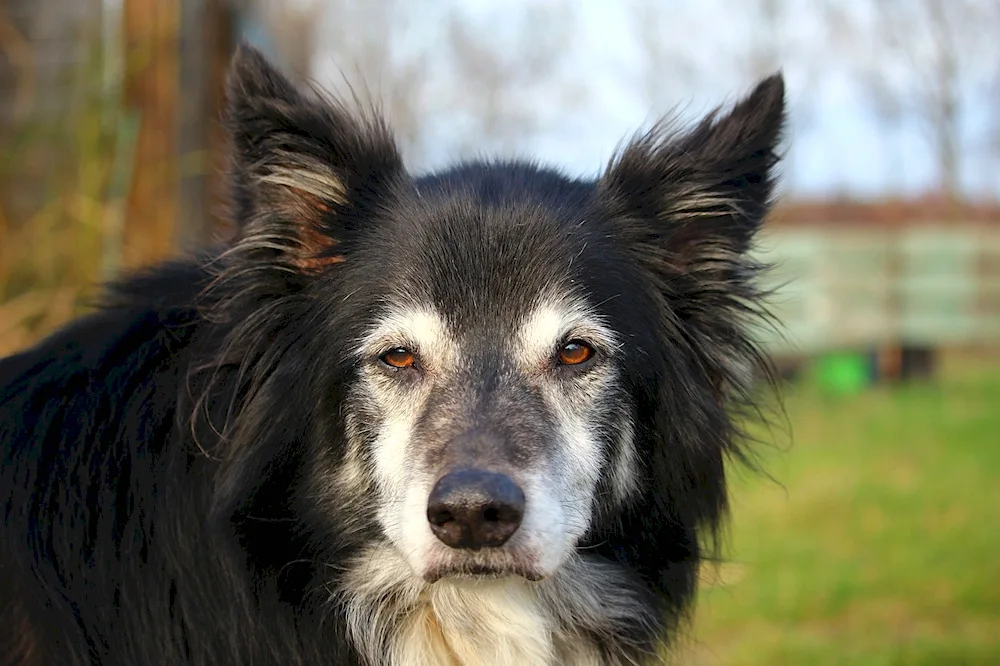 Border collie mix