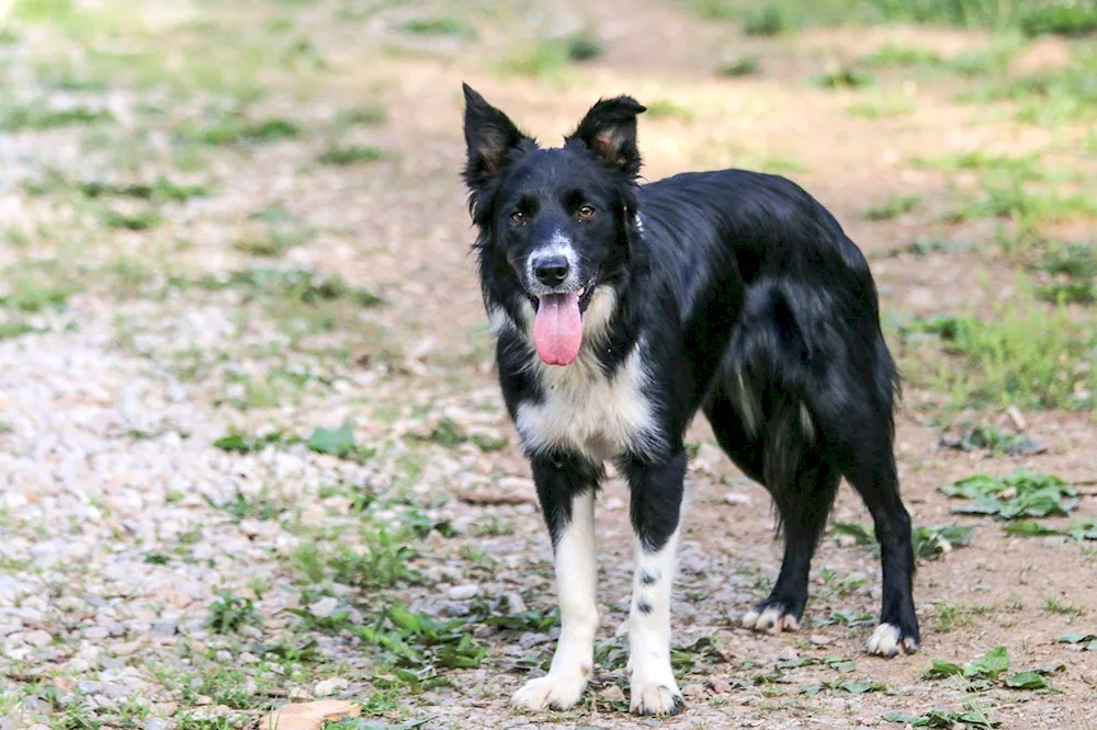 Border collie mix