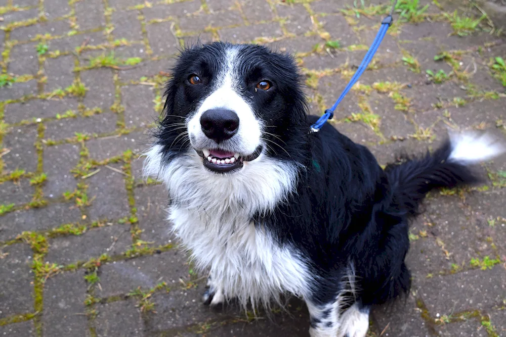 Border collie mix