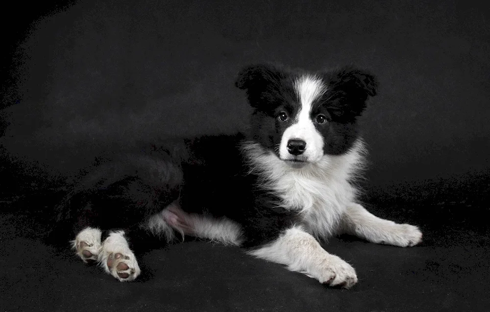 Border collie mix