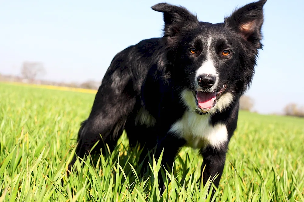 Border collie mix