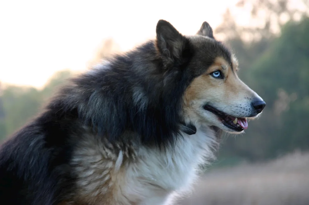 Border collie and husky mastiff