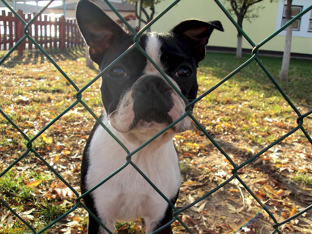 Black labelled French bulldog