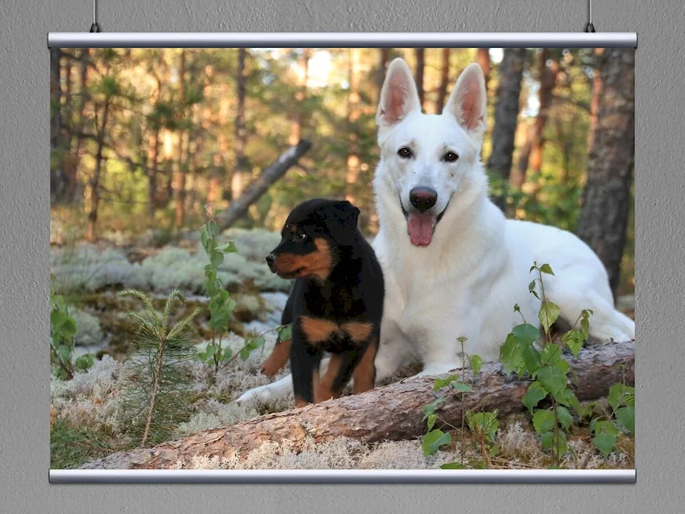 Belgian Shepherd Dog black smooth-haired