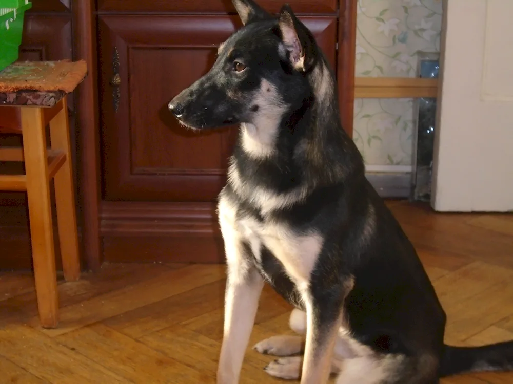 Jack Russell mix and pinscher