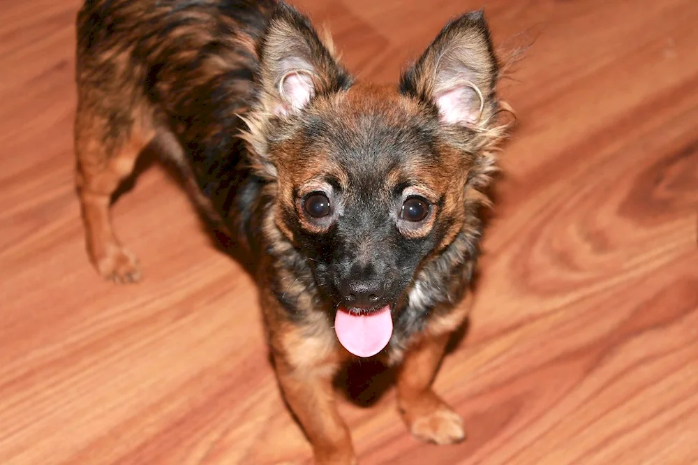 Chihuahua and Yorkie métis