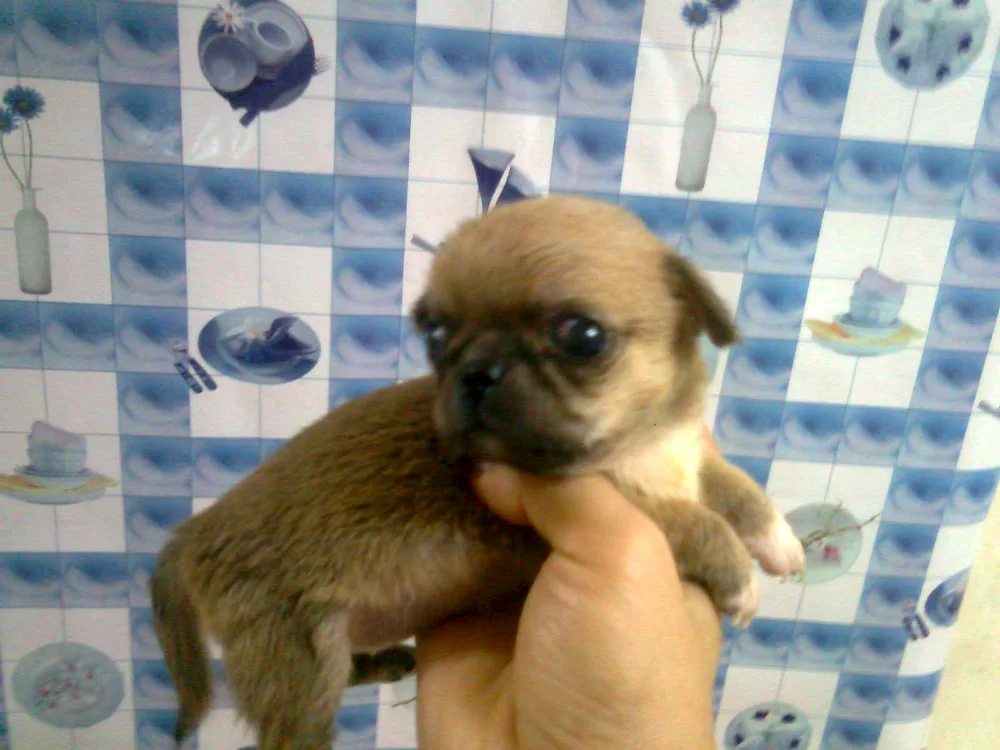 Pekingese Pekingese Dachshund