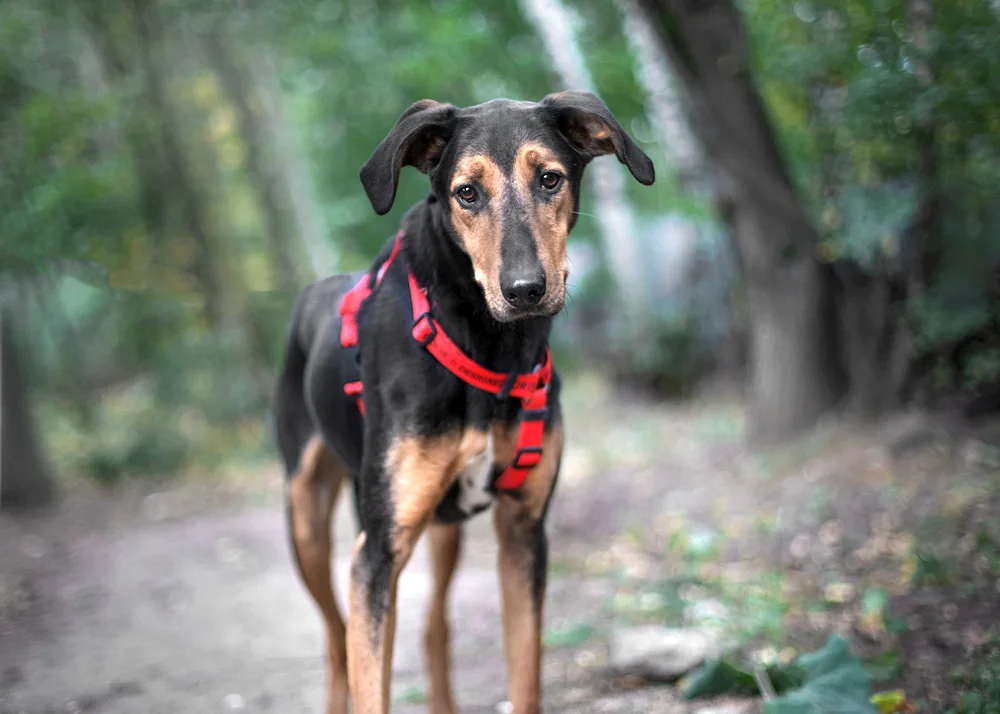 Doberman mestizo