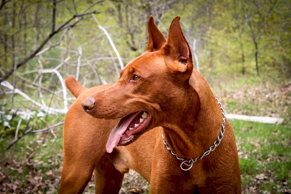 Doberman- Labrador and Doberman albino pinscher.