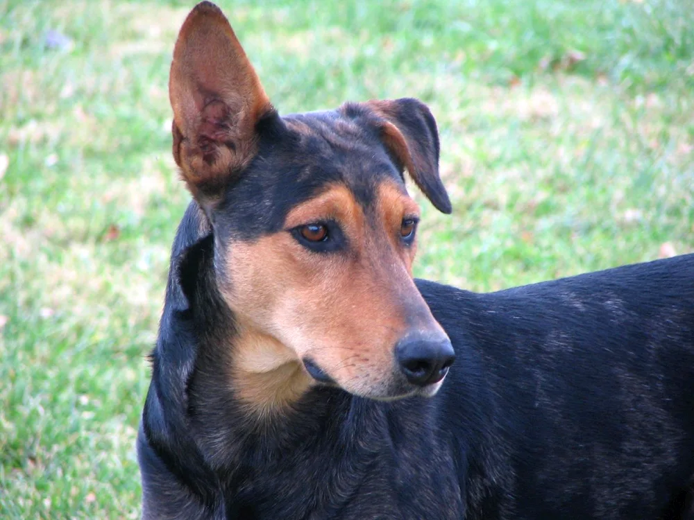 Doberman mestizo and sheepdog and DobermanMétis Dane and DobermanMétis Dachshund and DobermanMétis Doberman and AlabaiMétis Dachshund pinscher