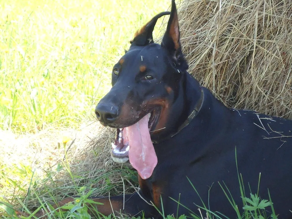 Labrador and Doberman