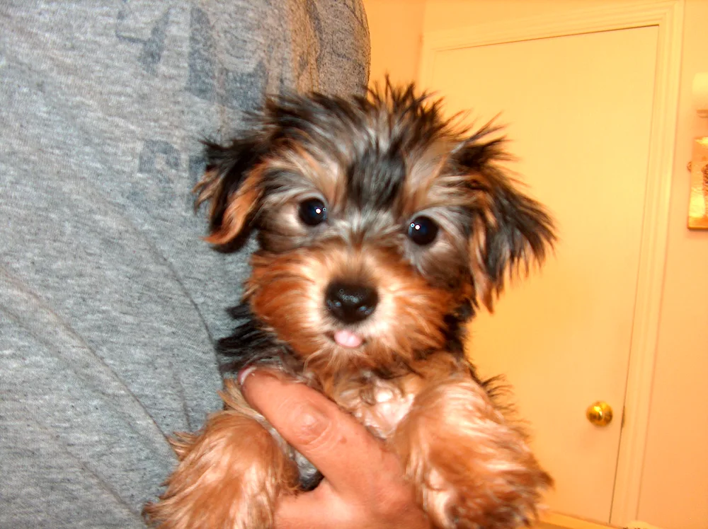 Jack Russell and Yorkie