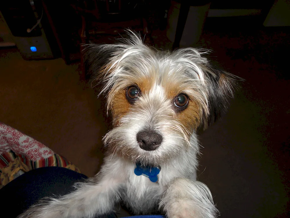 Jack Russell and Yorkie métis