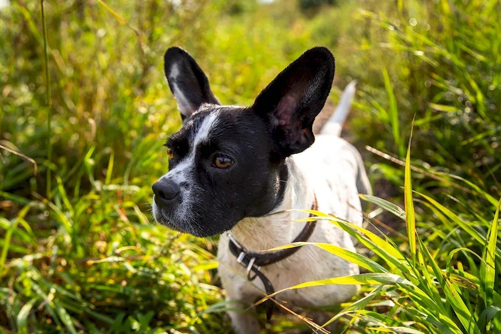 French Bulldog métis