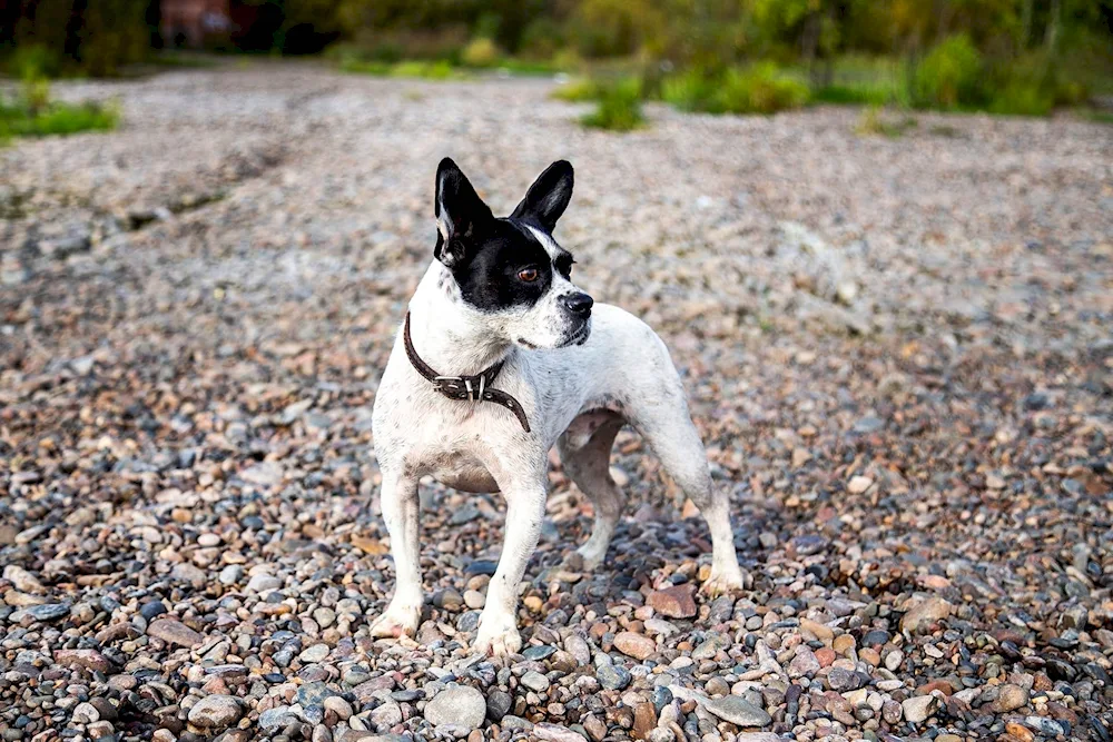 French bulldog métis