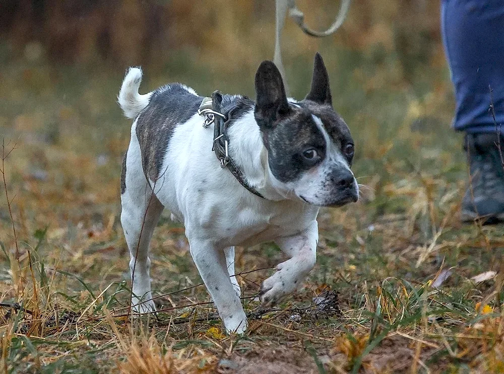 French bulldog. Bulldog