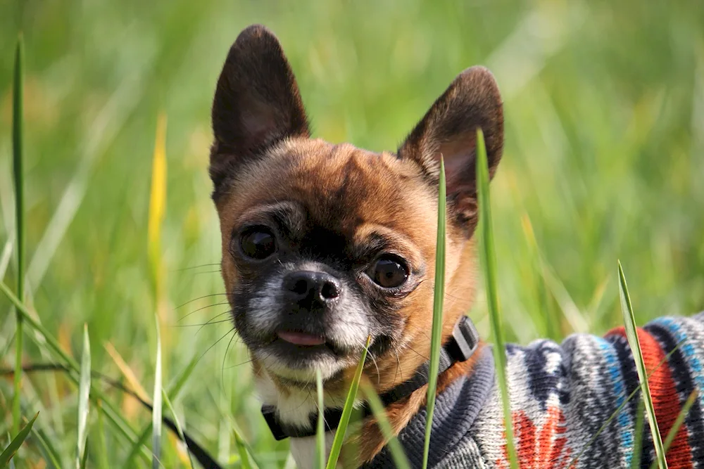 Métis of French Bulldog and Chihuahua