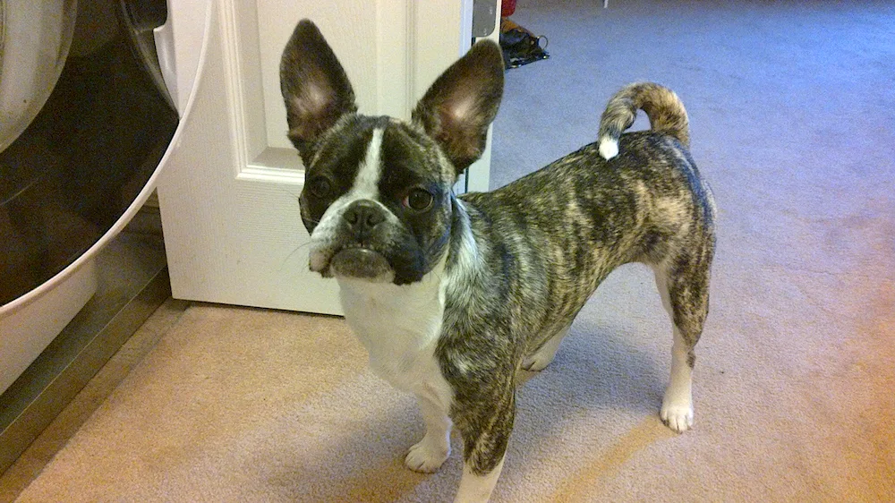 French Bulldog métis