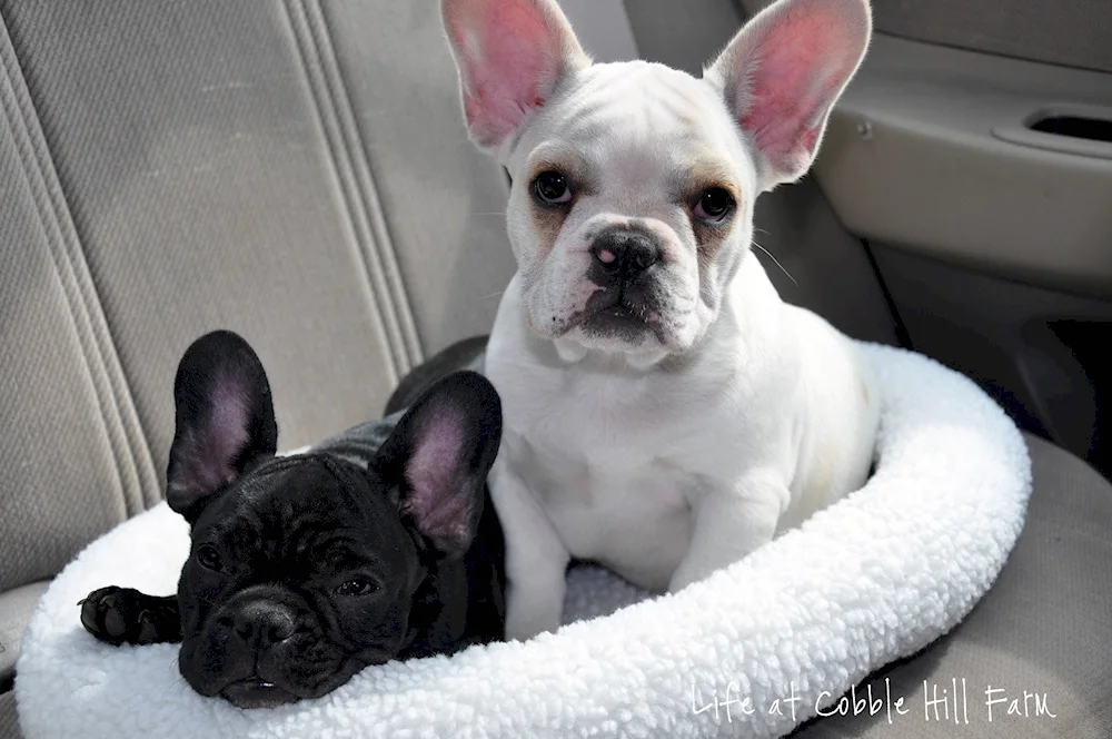 French bulldog Blue Merle