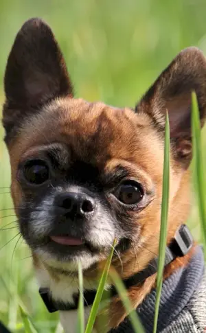 Métis French Bulldog and Chihuahua