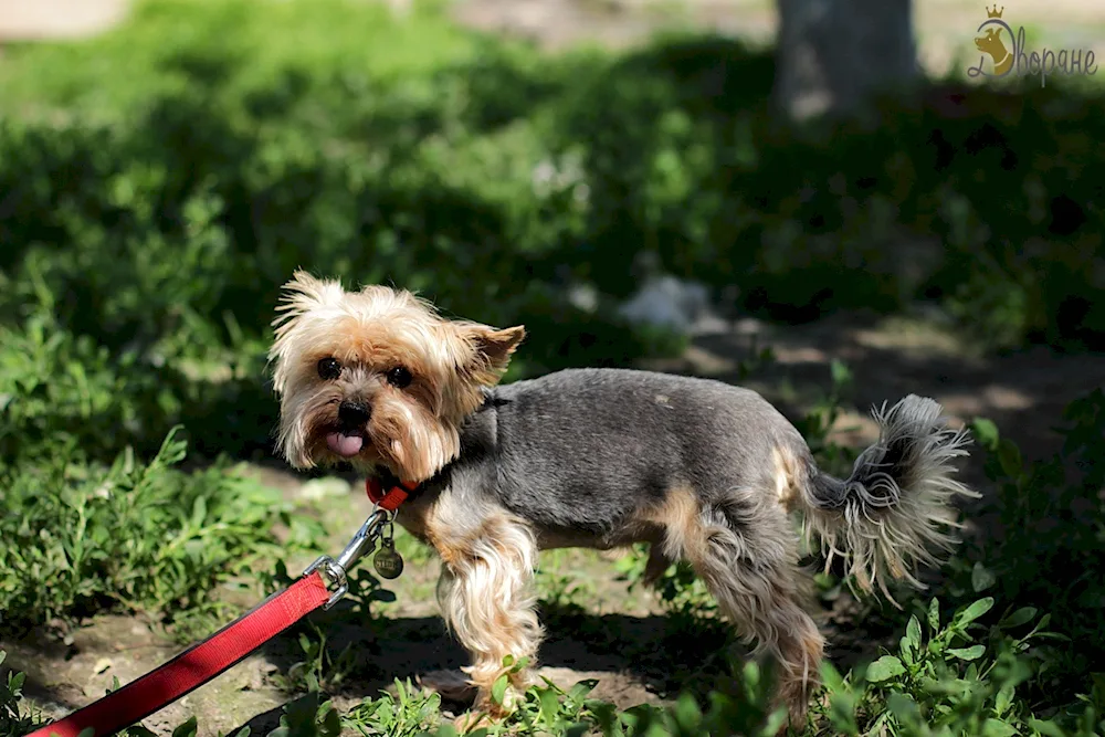Poodle-Yorkshire mix Yorkshire Terrier