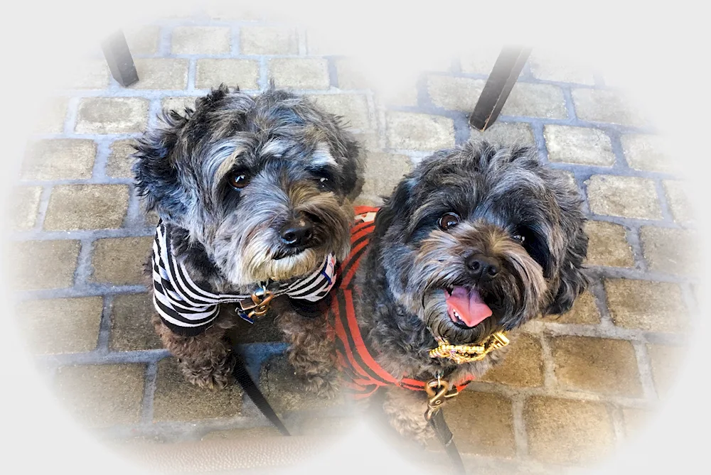 Yorkie and Poodle mix