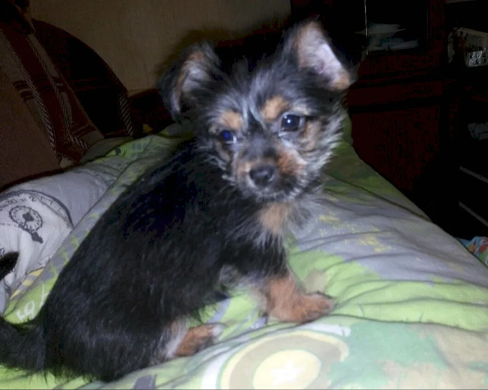 Yorkie and Spitz mix. Black Yorkshire terrier métis