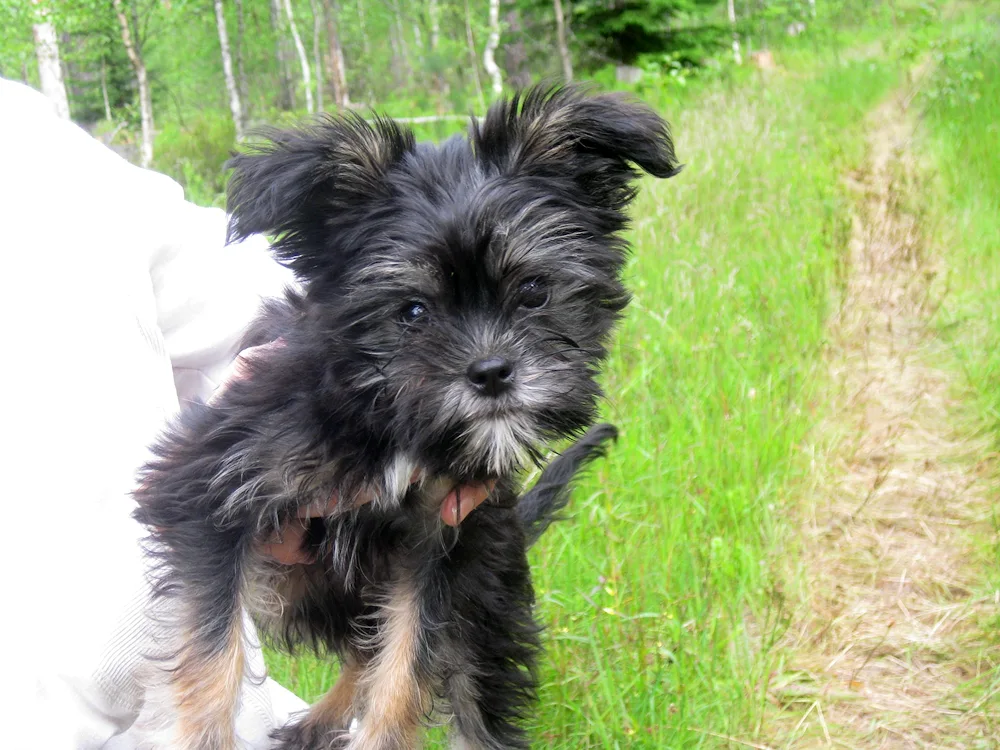 Yorkie and spaniel métis