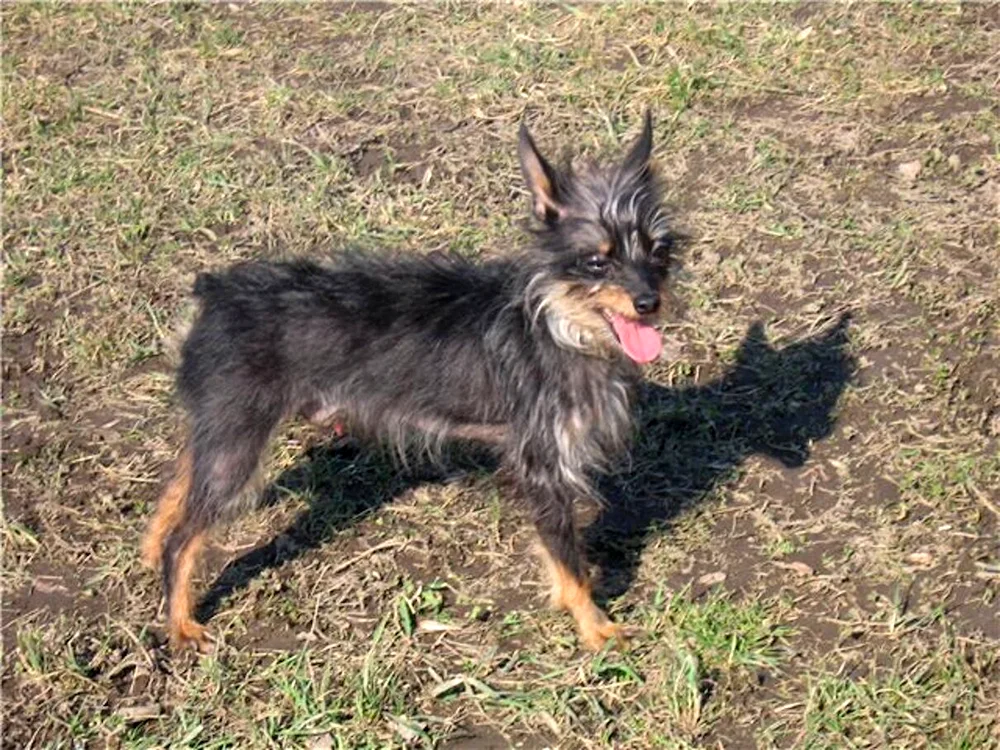 Yorkie and Toy Terrier Métis