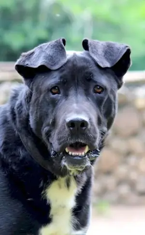 Métis Cane Corso