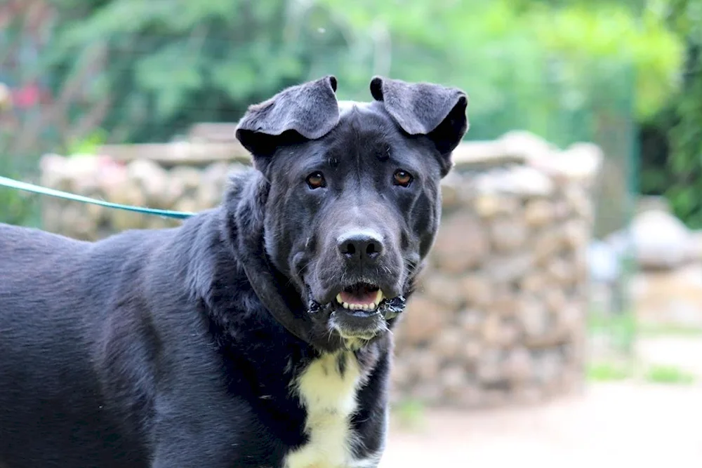 Métis Cane Corso