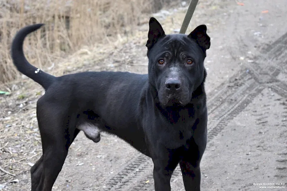 Métis Cane Corso