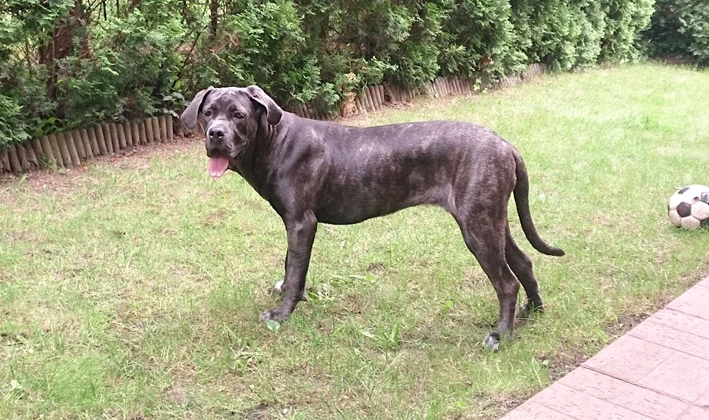 Staffordshire terrier Cane Corso métis