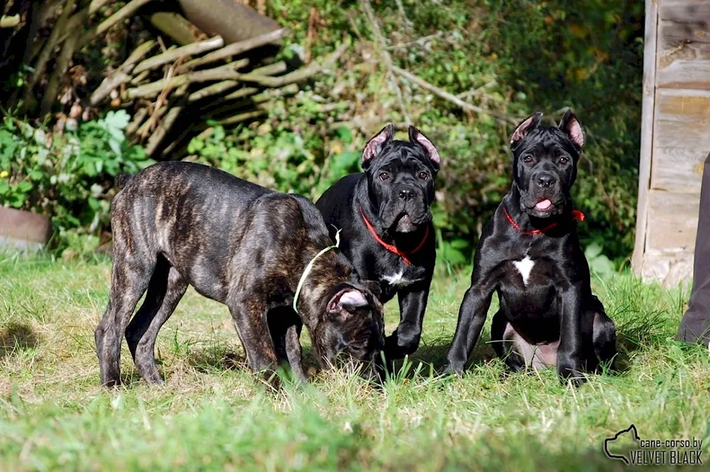 Cane Corso tiger métis