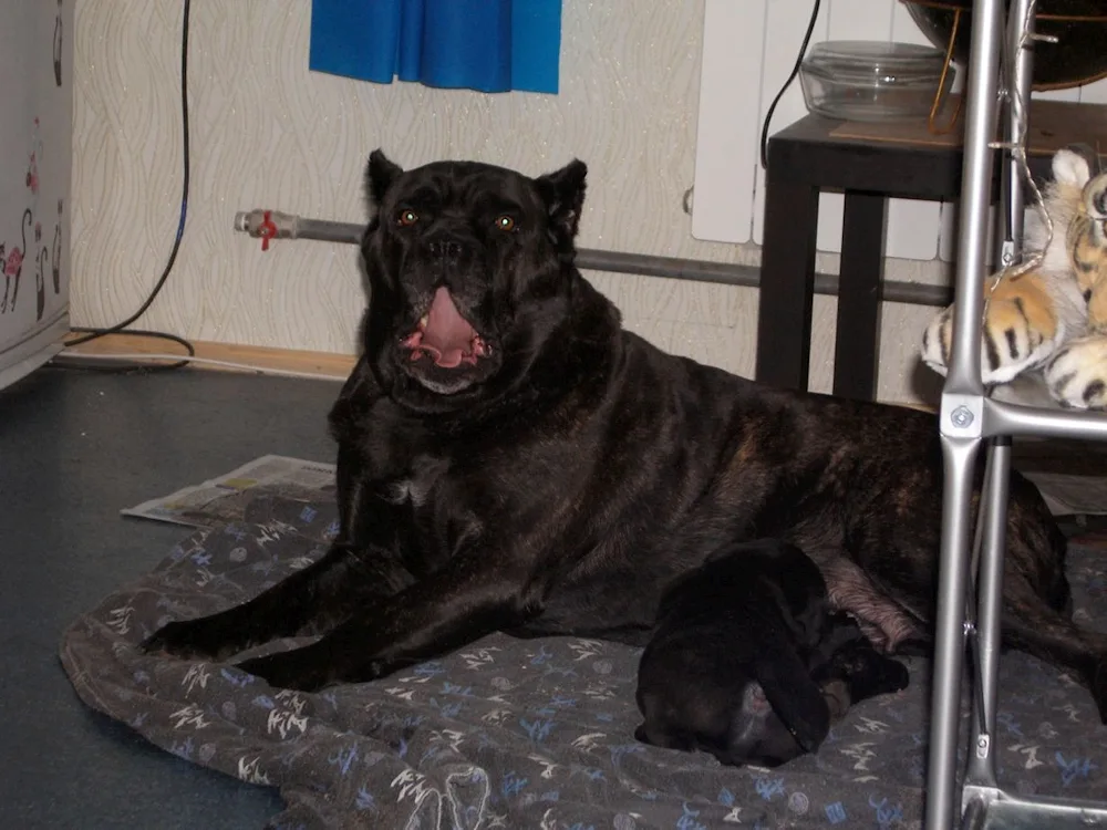 Métis Cane Corso