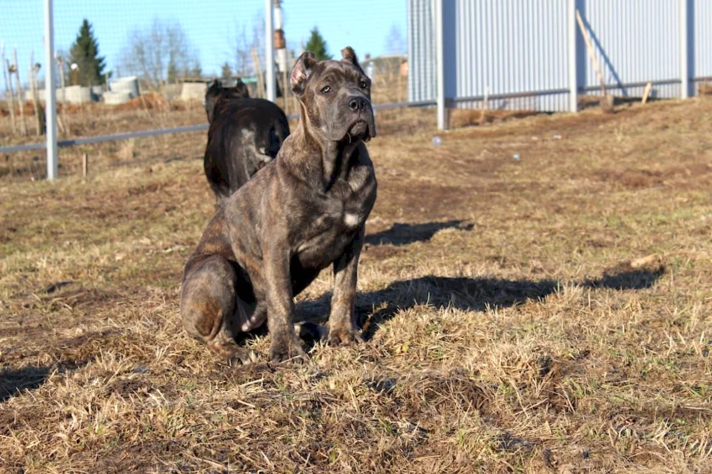 Cane Corso and Labrador