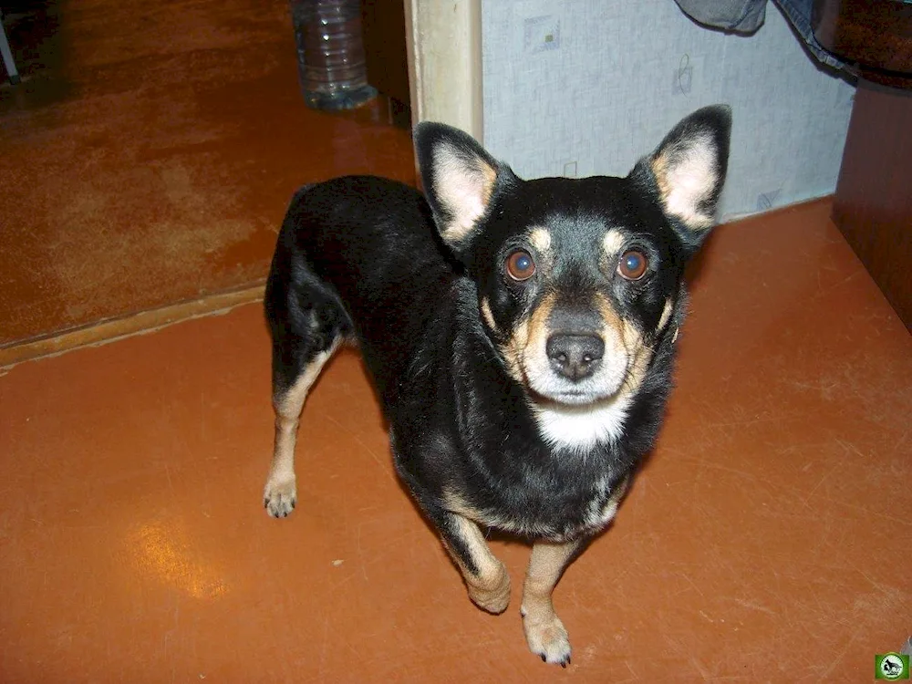 Black pinscher métis