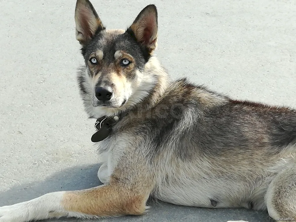 Métis malinois and husky