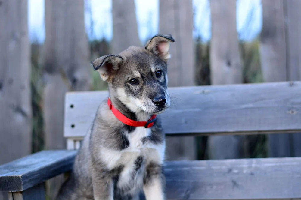 Métis husky and mongrels