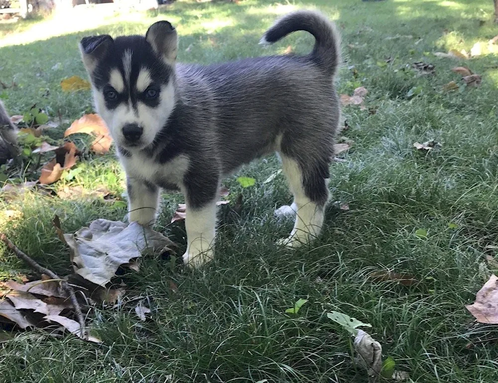 Moscow husky