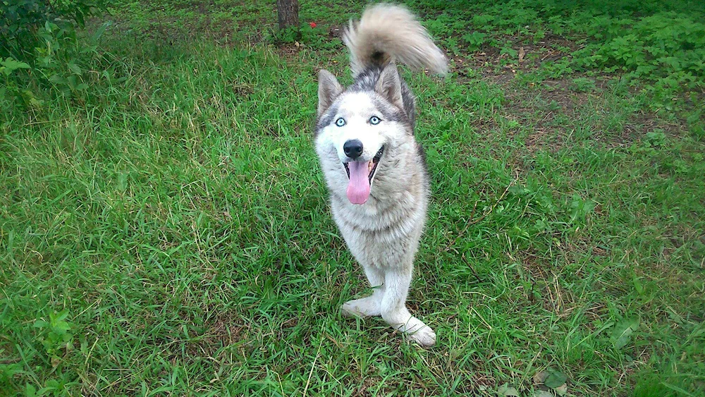 Métis border collie and husky