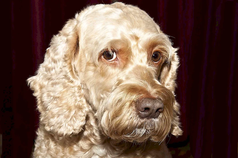 Mestizo cocker spaniel