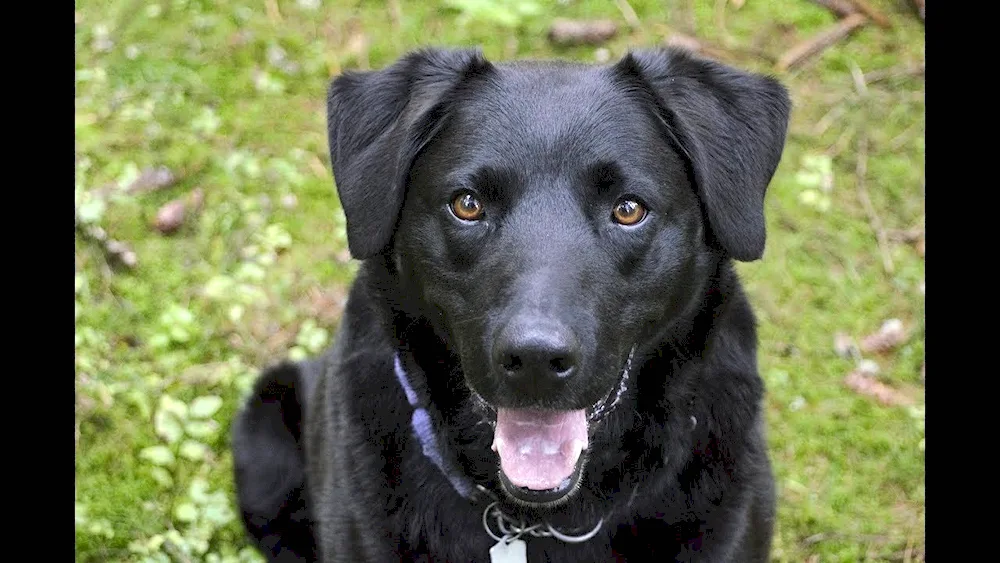 Métis. Kurzhaar and Labrador