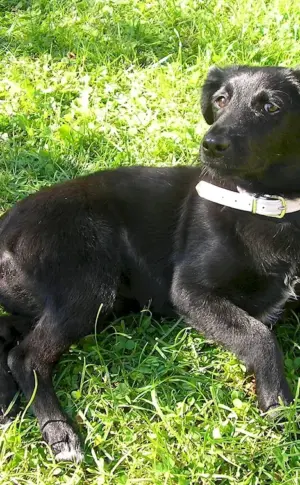 Labrador and Shepherd mix