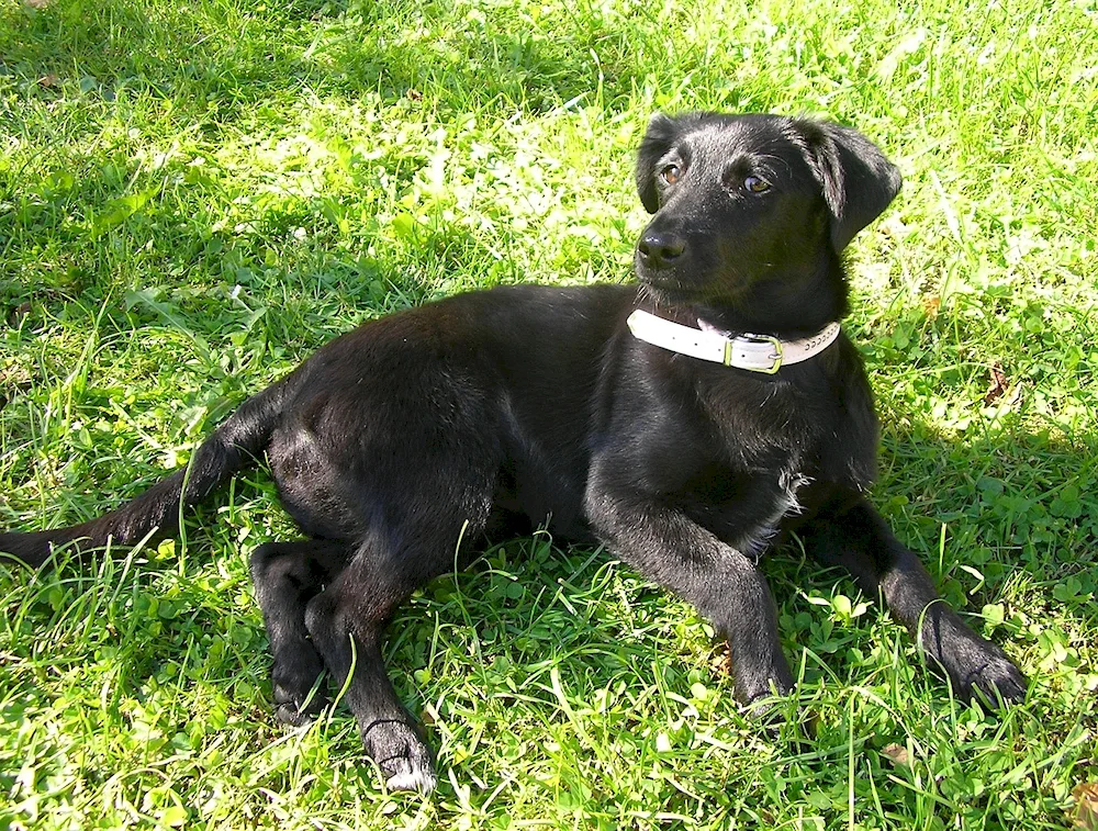 Labrador and Shepherd mix